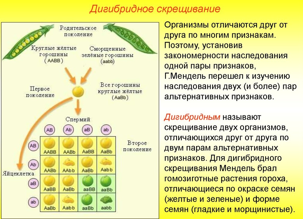 Сын женился на девушке без родителей, и я пожалела её. Через 2 месяца пожалела уже о своей жалости